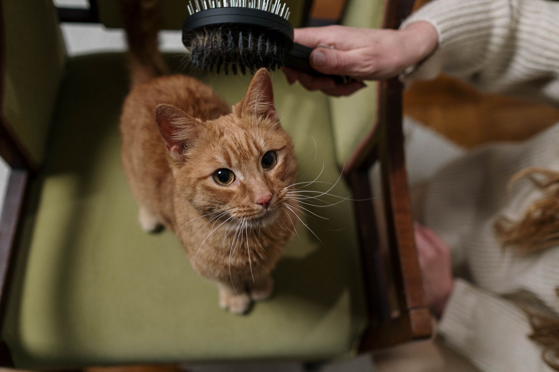 Langhaarkatze wird während des Fellwechsels gebürstet