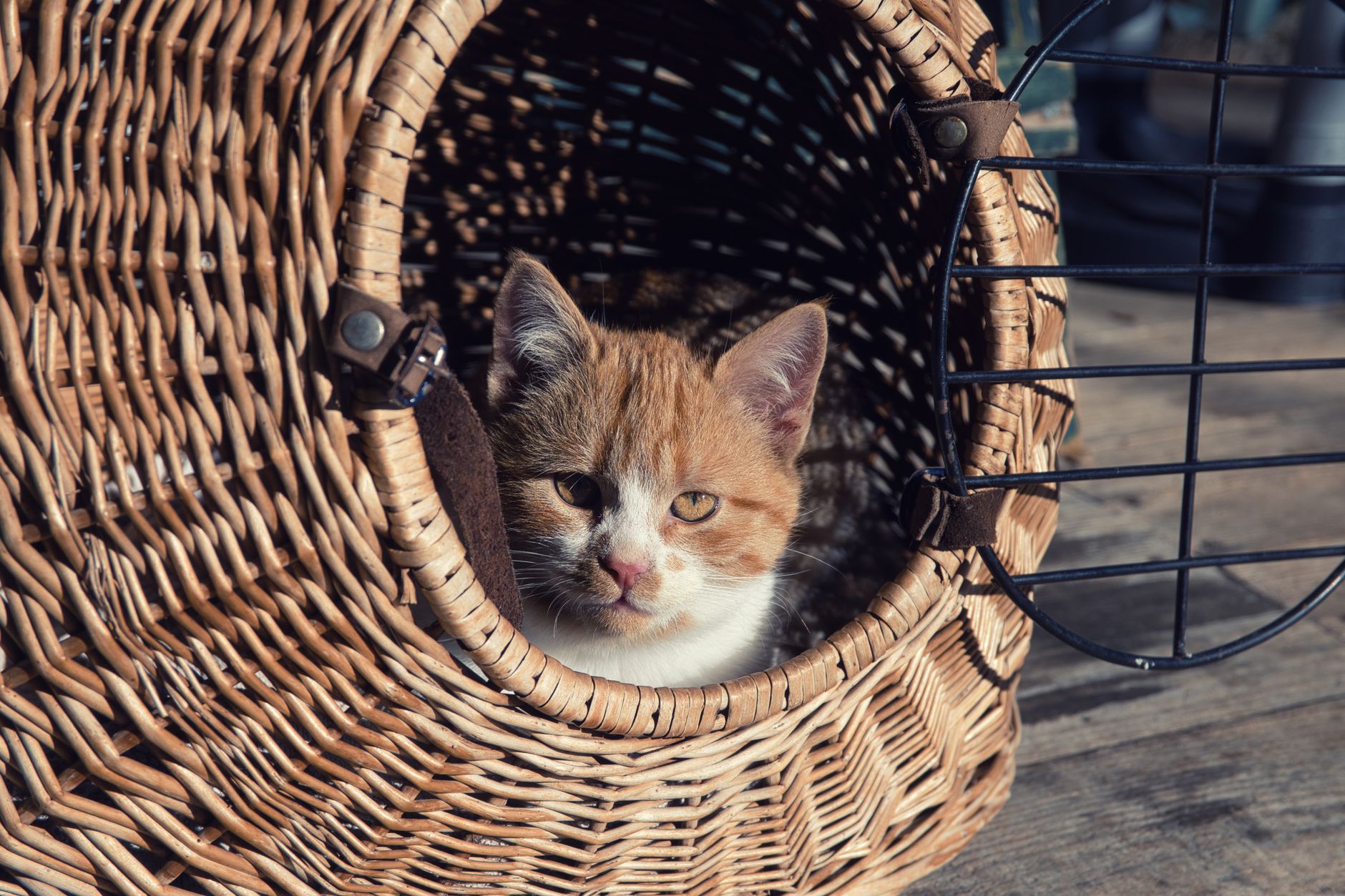 Katze sitzt in ihrer Transportbox