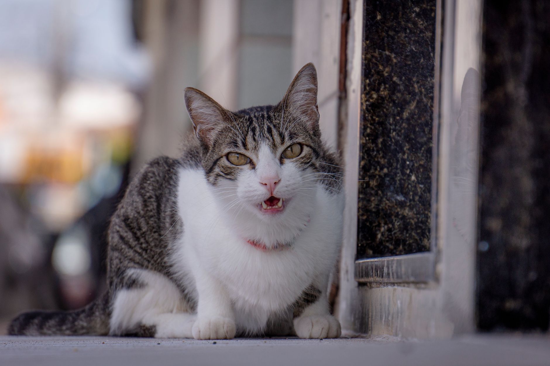 Katze markiert ihr Revier: 6 Lösungen, die wirken