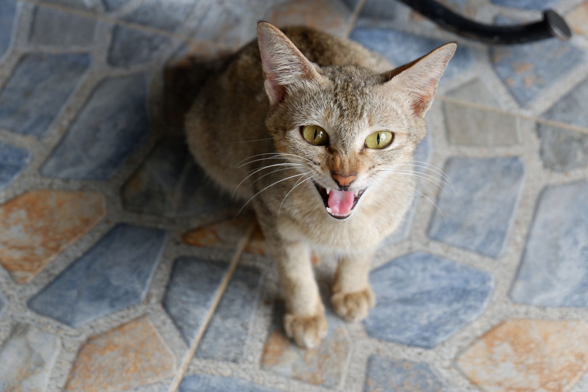Aggressivität bei Katzen: deine Katze verstehen und beruhigen