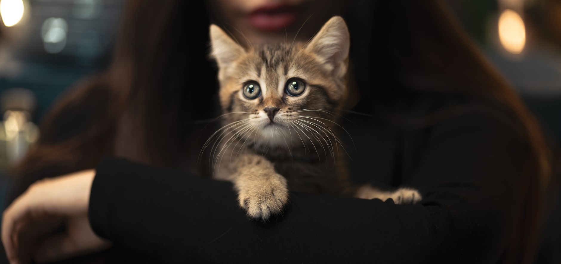 Katze weckt nachts zum Fressen: Was tun?