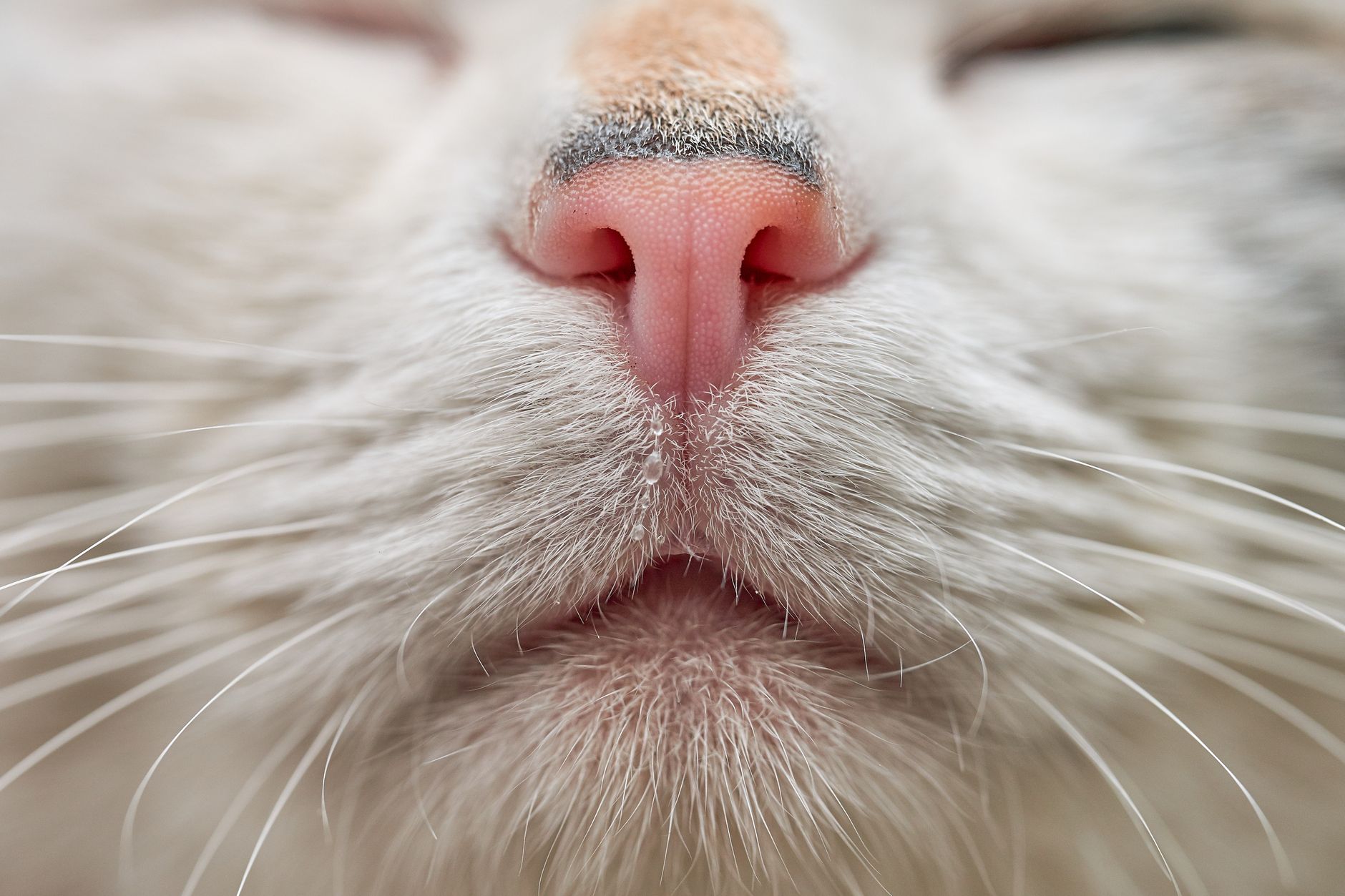 Meine Katze niest: Ursachen und einfache Mittel