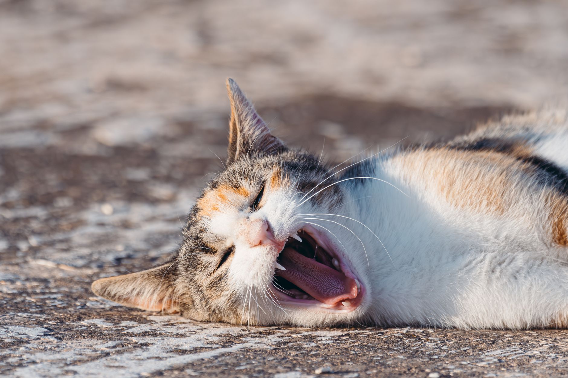 Katze sabbert: Grund zur Sorge? Die echten Ursachen