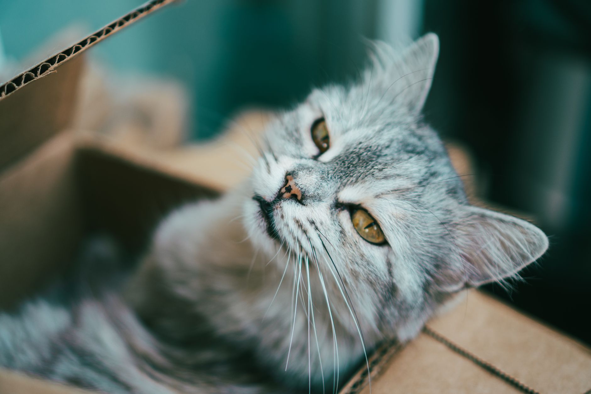 Katze verstopft: natürliche Lösungen, die wirklich helfen