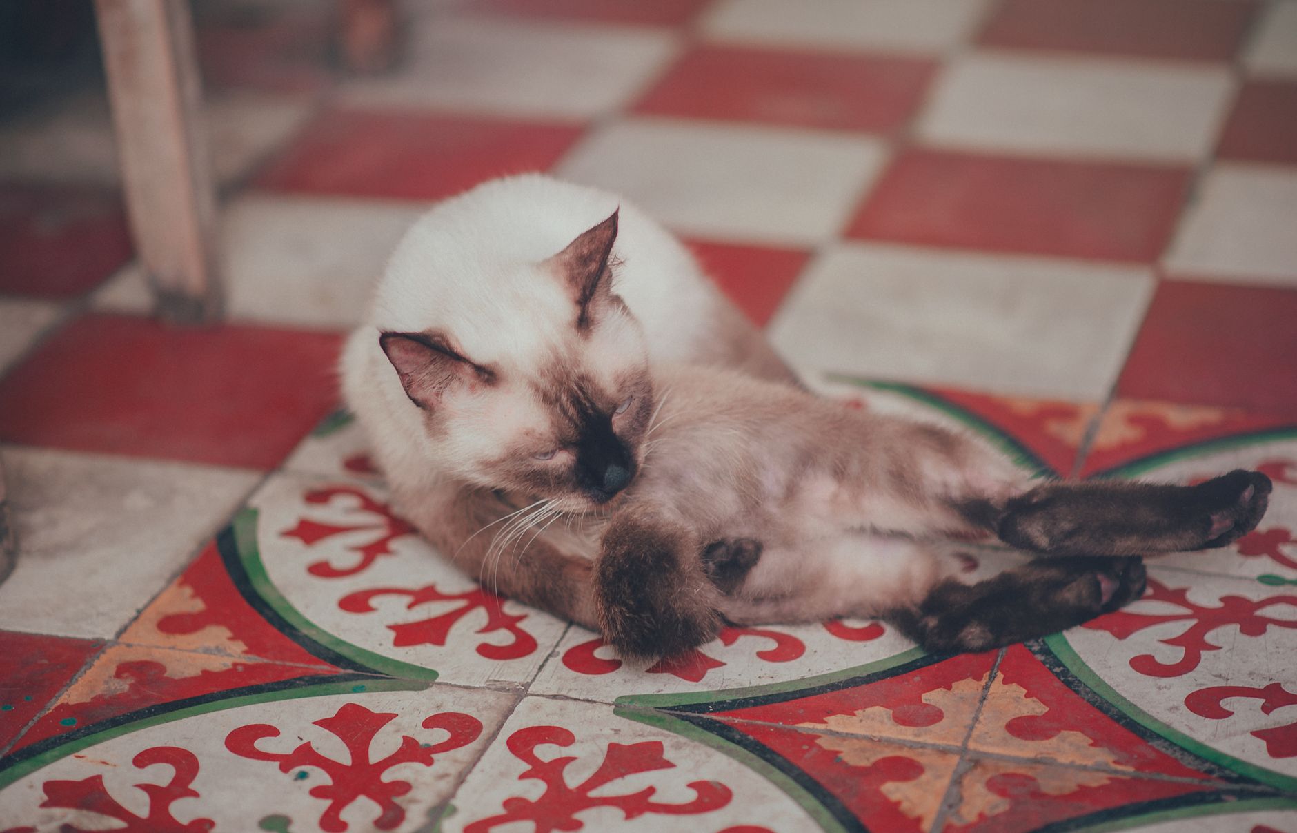 Hitzschlag bei der Katze: vorbeugen, bevor es zum Notfall wird