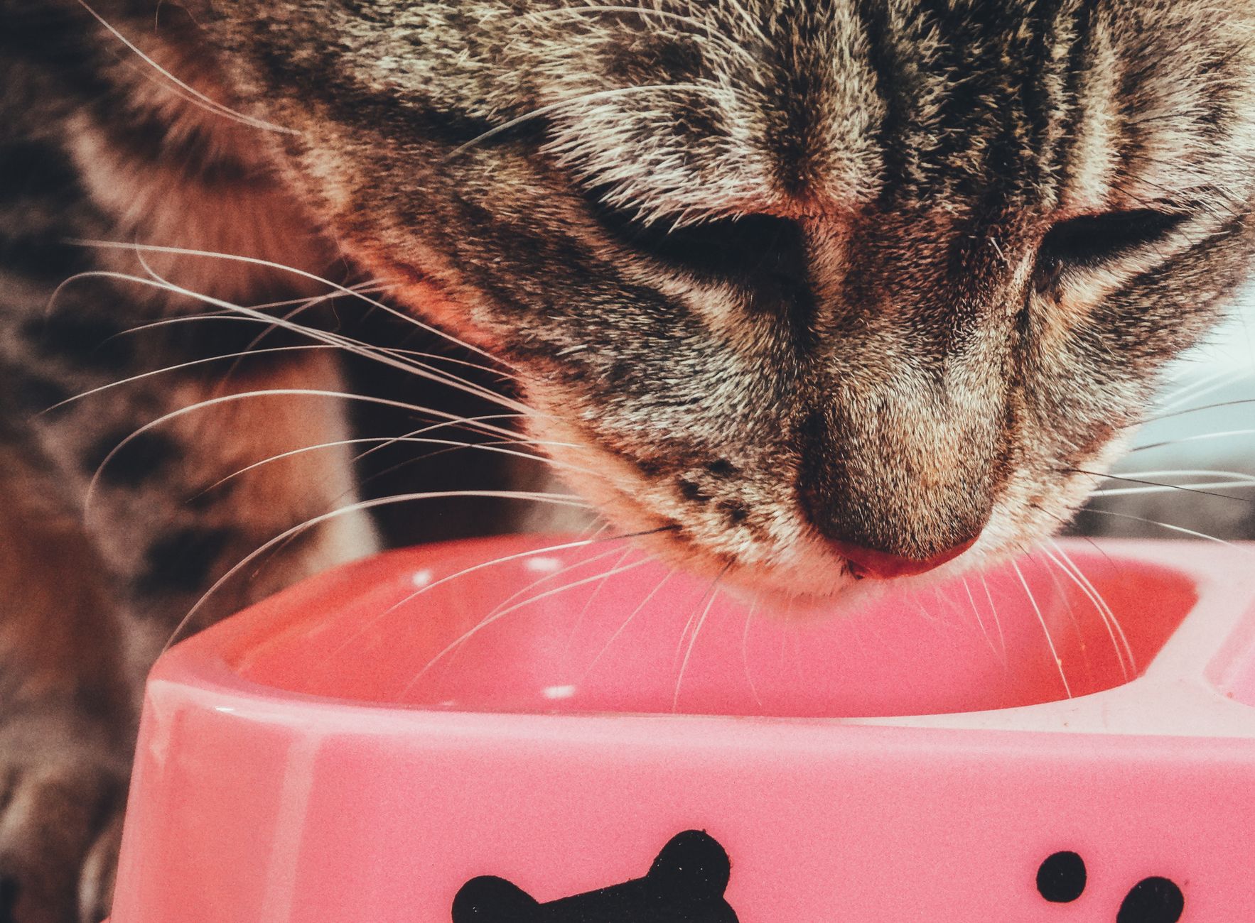 Ernährung der Seniorkatze: Sachats kompletter Guide