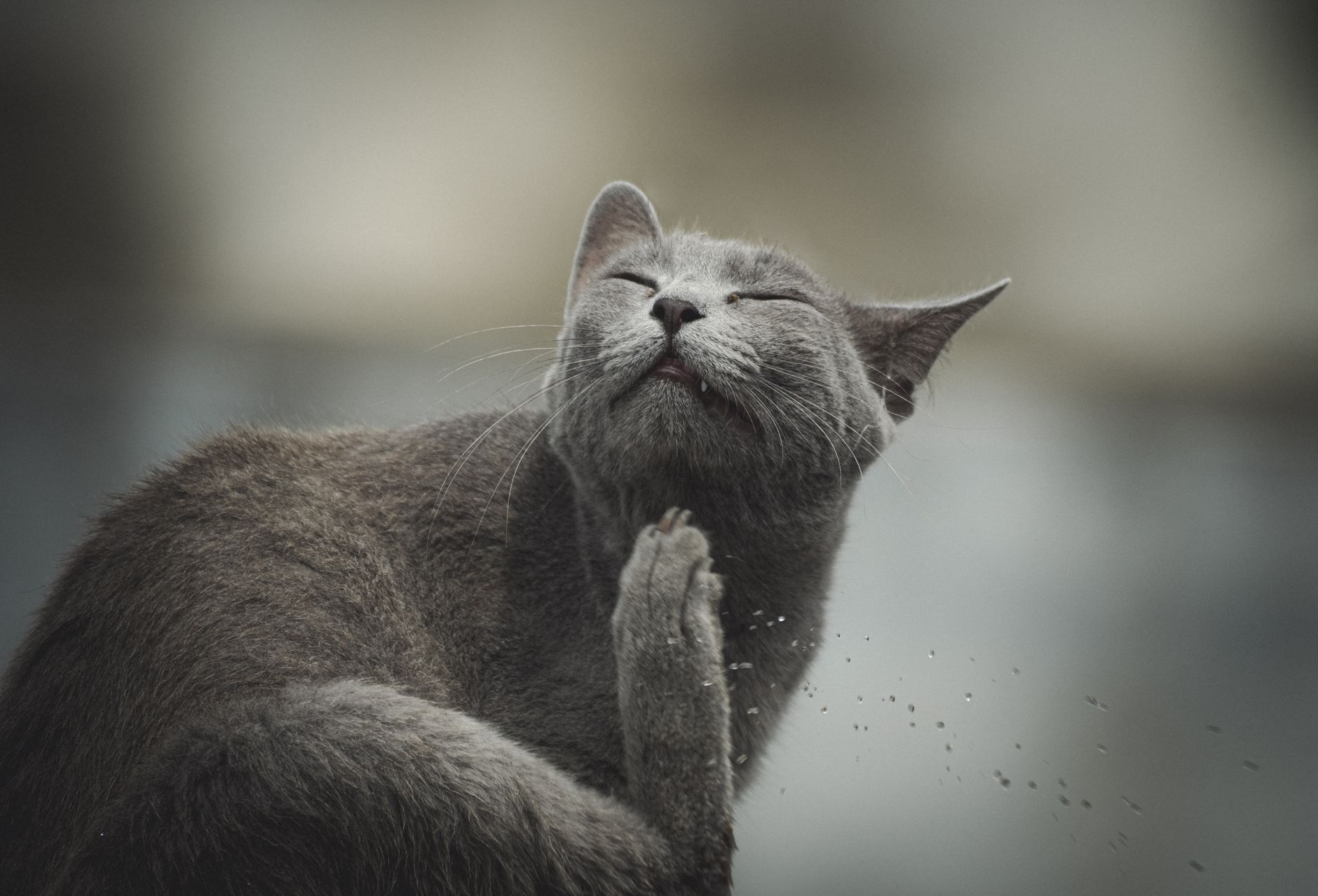 Warum kratzt meine Katze die Möbel? Lösungen