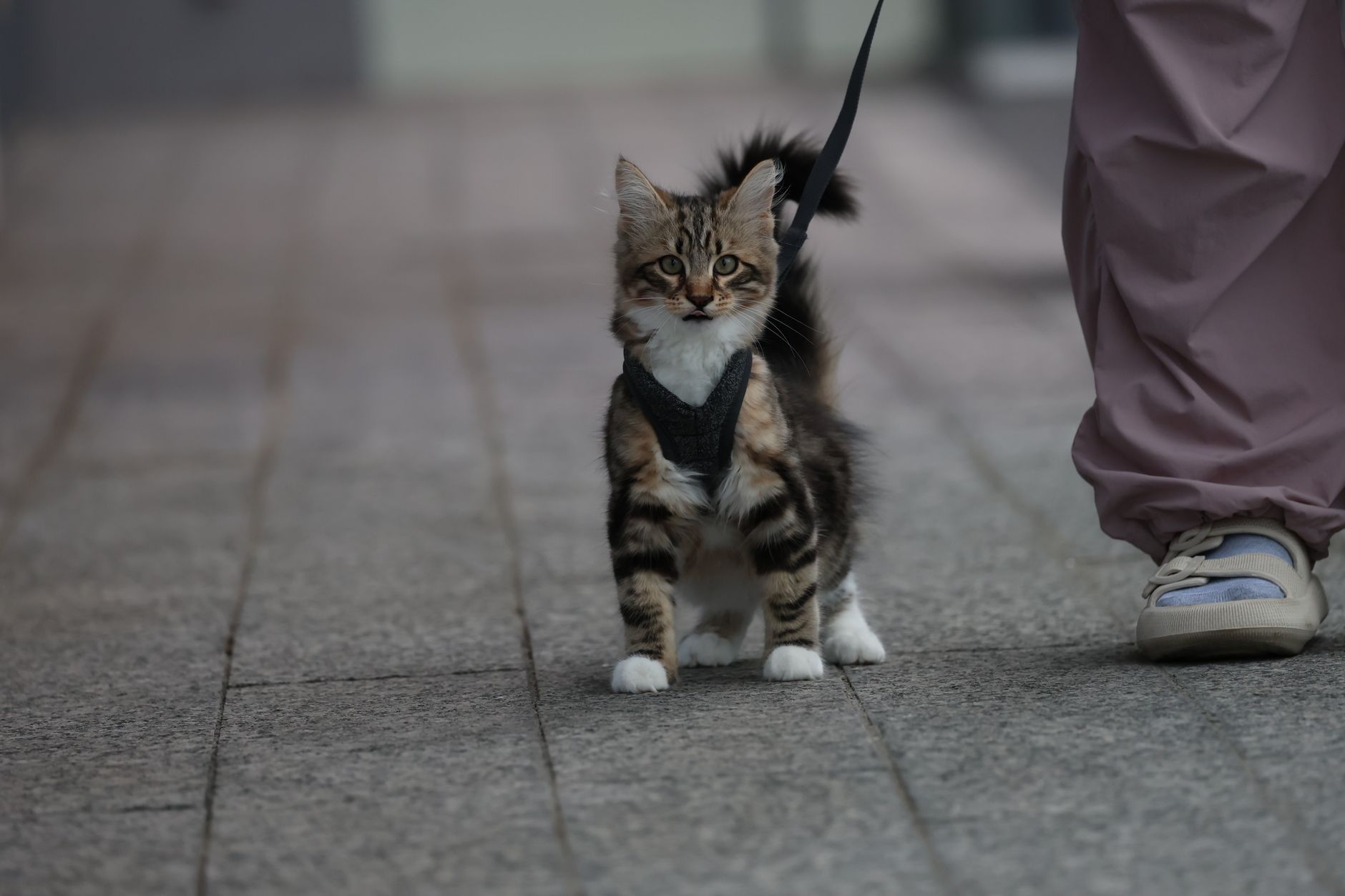 Katze im Geschirr erkundet draußen