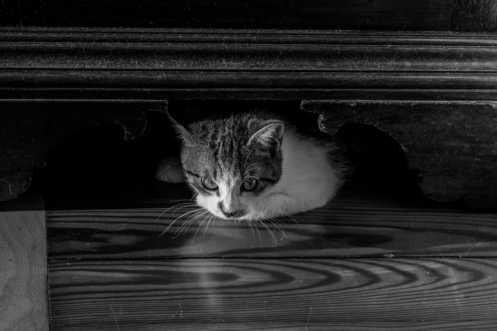 Katze liegt distanziert auf dem Wohnzimmerboden