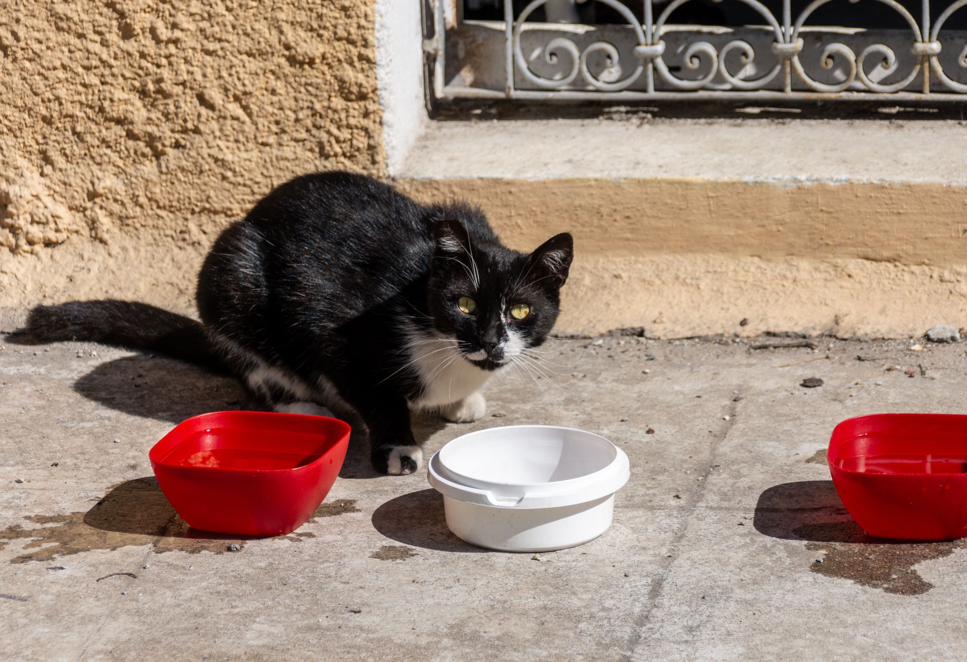Zwei Katzen fressen aus ihrem eigenen Napf