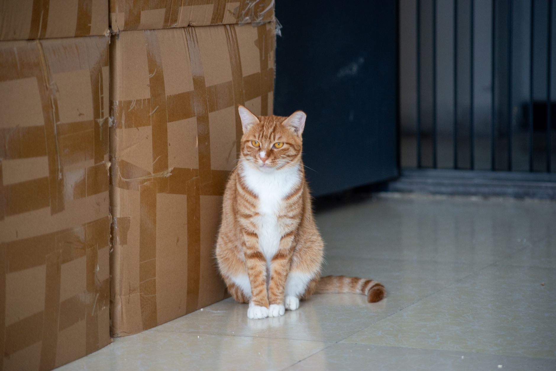 Katze verlässt ihre Katzentoilette