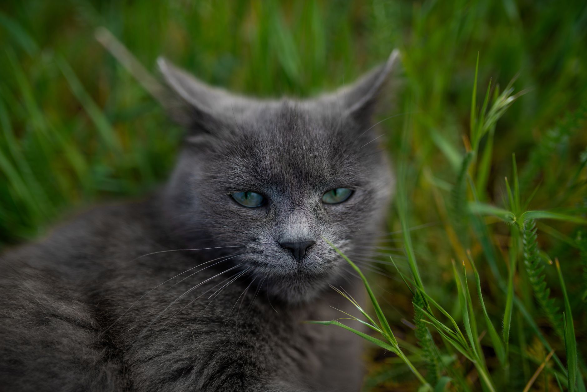 Katze läuft durch hohes Gras im Garten