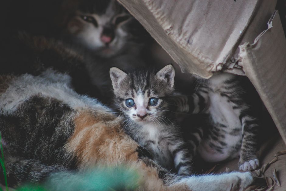 Katzenklo: richtig wählen und gut aufstellen