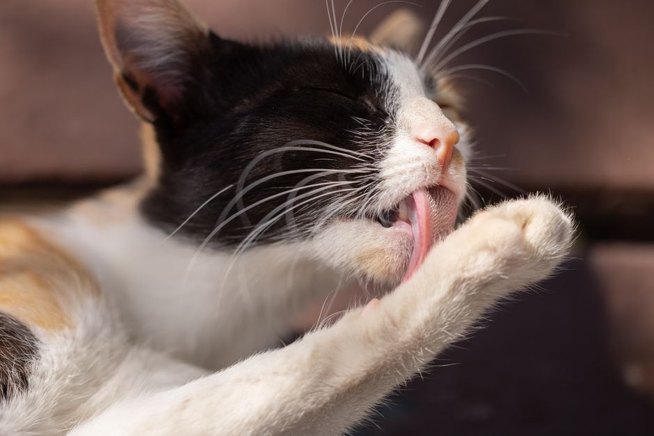 Haarballen bei der Katze: natürliche Lösungen
