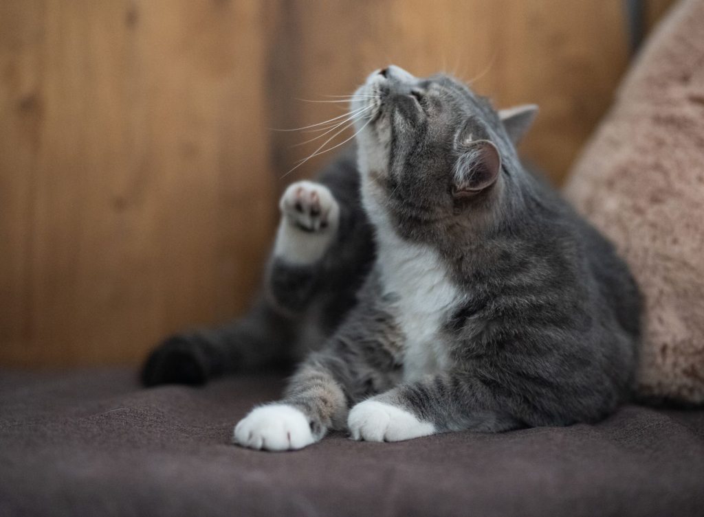 Katzenallergien: Symptome, Ursachen & natürliche Hilfe
