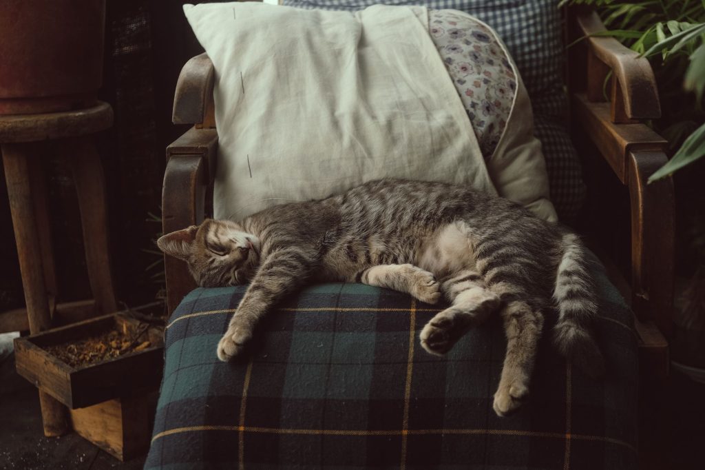 Anti-Stress für Katzen: Sachats Naturratgeber 2026