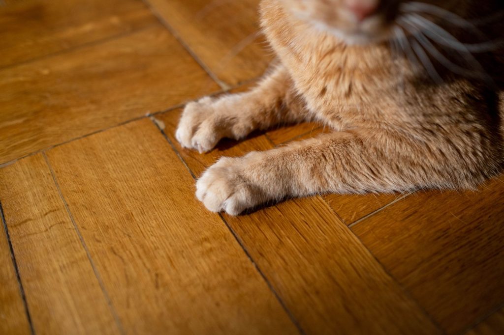Natürliches Mittel: Katze erbricht, mein Ratgeber 🐾