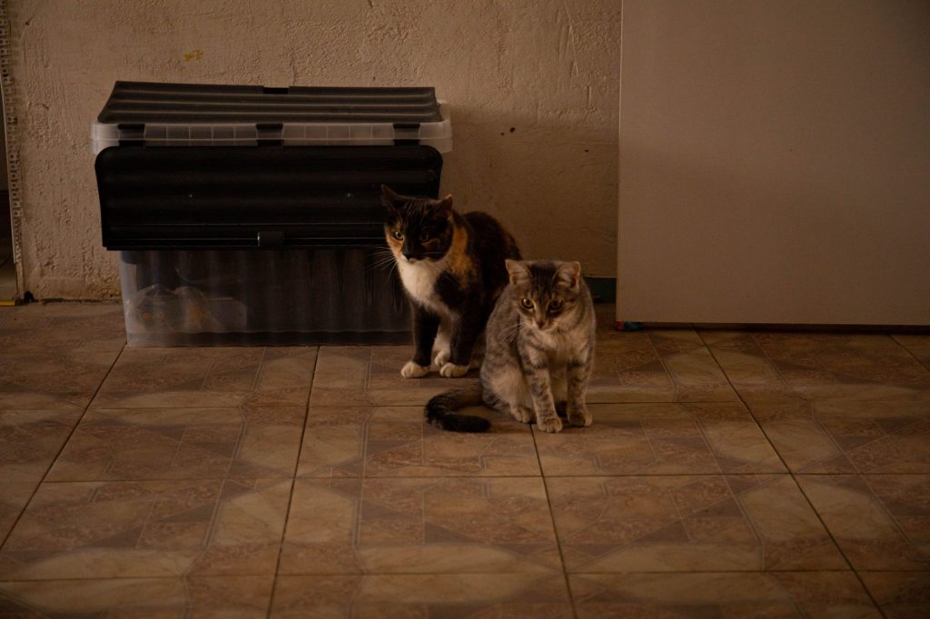 BARF Katze: der komplette Guide fuer den Einstieg