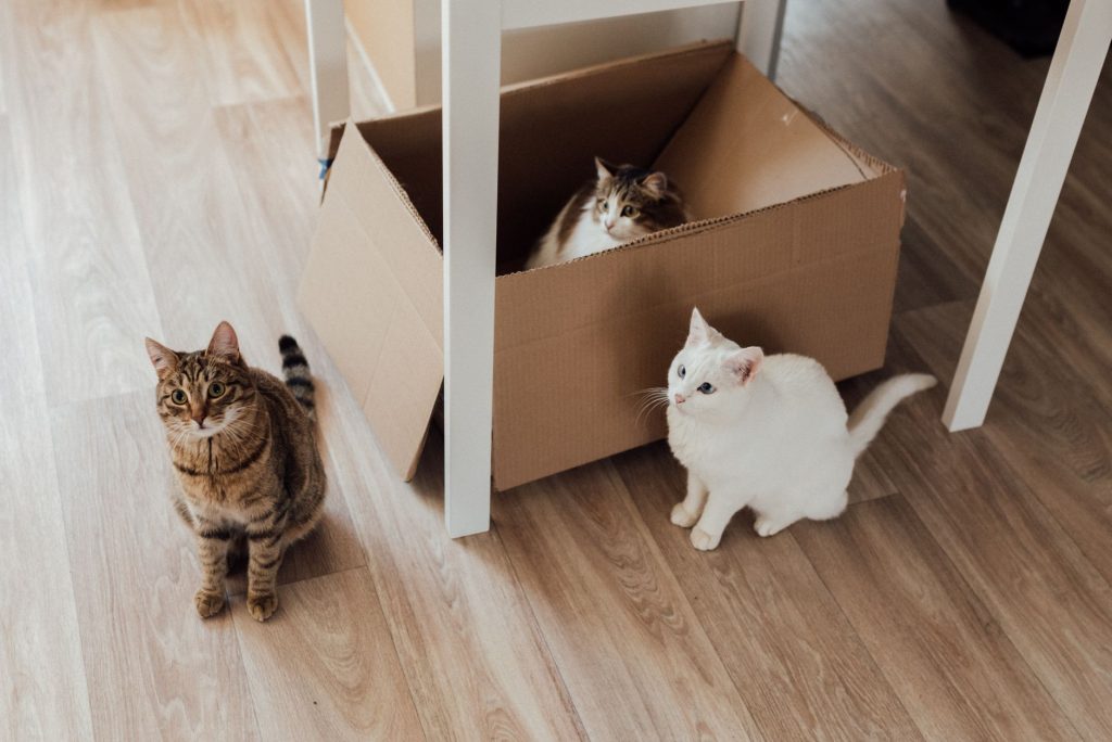 Katzenfutter selber machen: 5 gesunde Rezepte