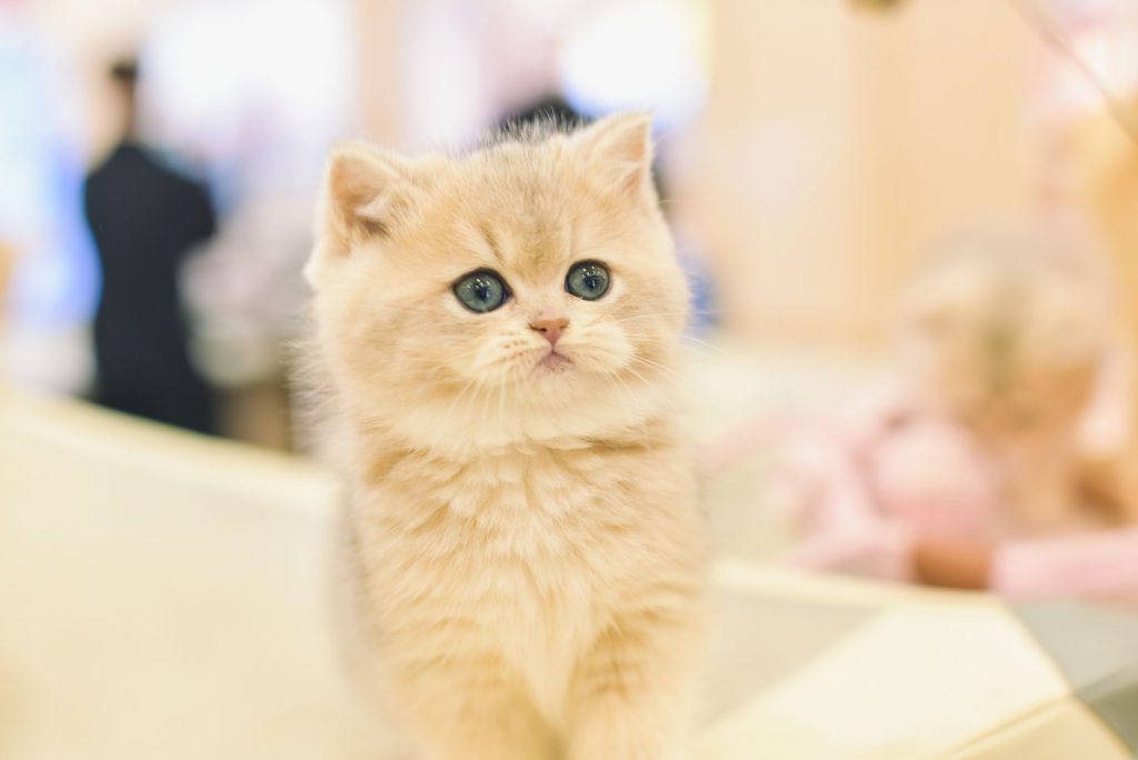 Verbotene Lebensmittel fuer Katzen: die Liste
