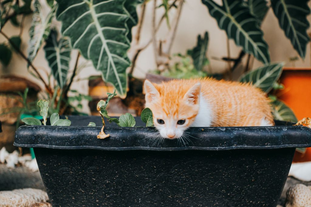 Beste natürliche Katzenstreu: Vergleich 2026