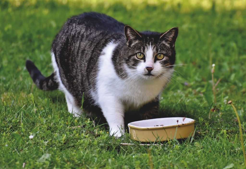 Bio Katzenfutter: Die 5 besten Sorten 2026 im Test