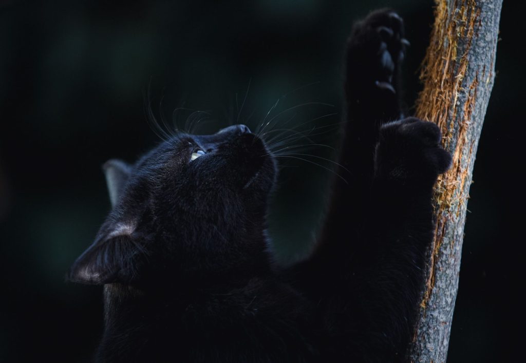 Natürliches Flohmittel Katze: Vergleich & Test 2026