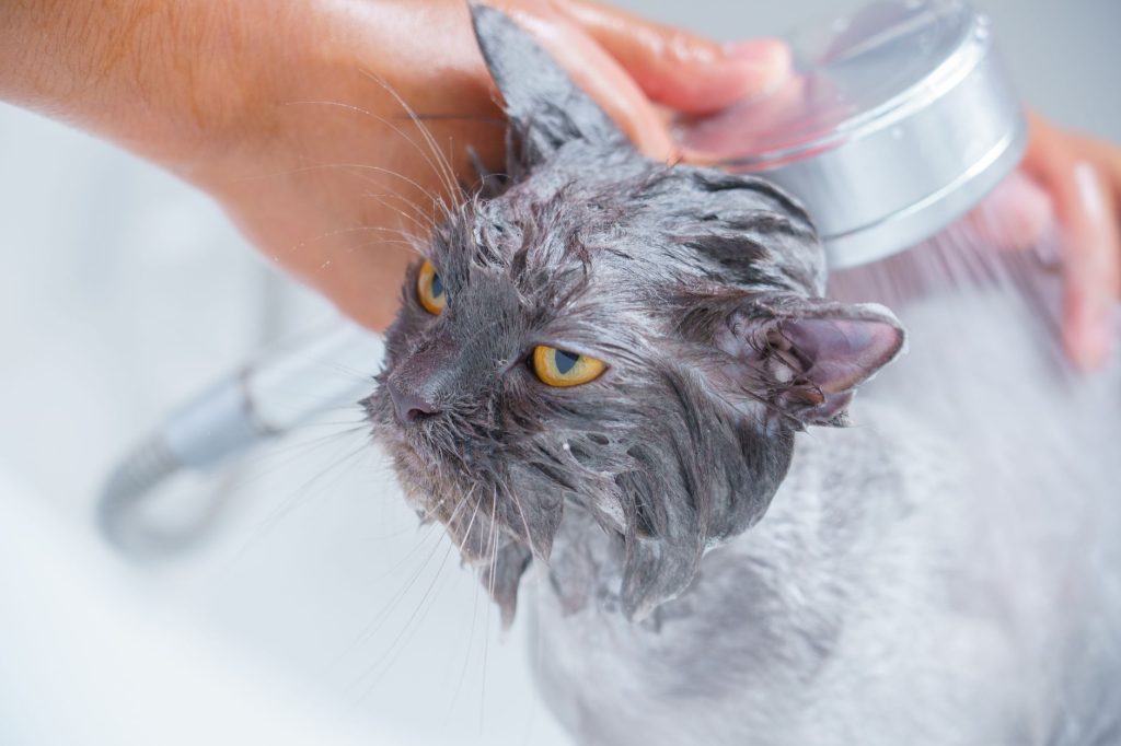 Bestes natürliches Katzenshampoo: Top 5 im Test