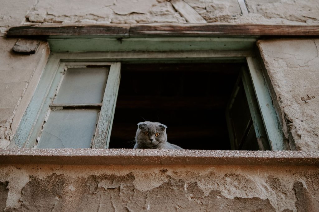 Katze miaut nachts: Ursachen und Lösungen