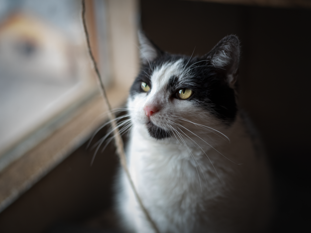 Natürliches Wurmmittel Katze: Ratgeber & Top-Produkte