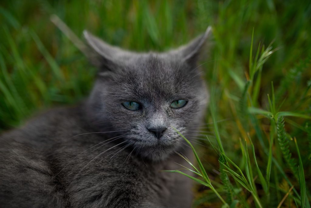 Nahrungsergänzung Katze: mein Senior-Vergleich