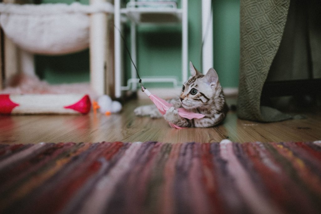 Natürliches Katzenspielzeug: meine 6 Besten
