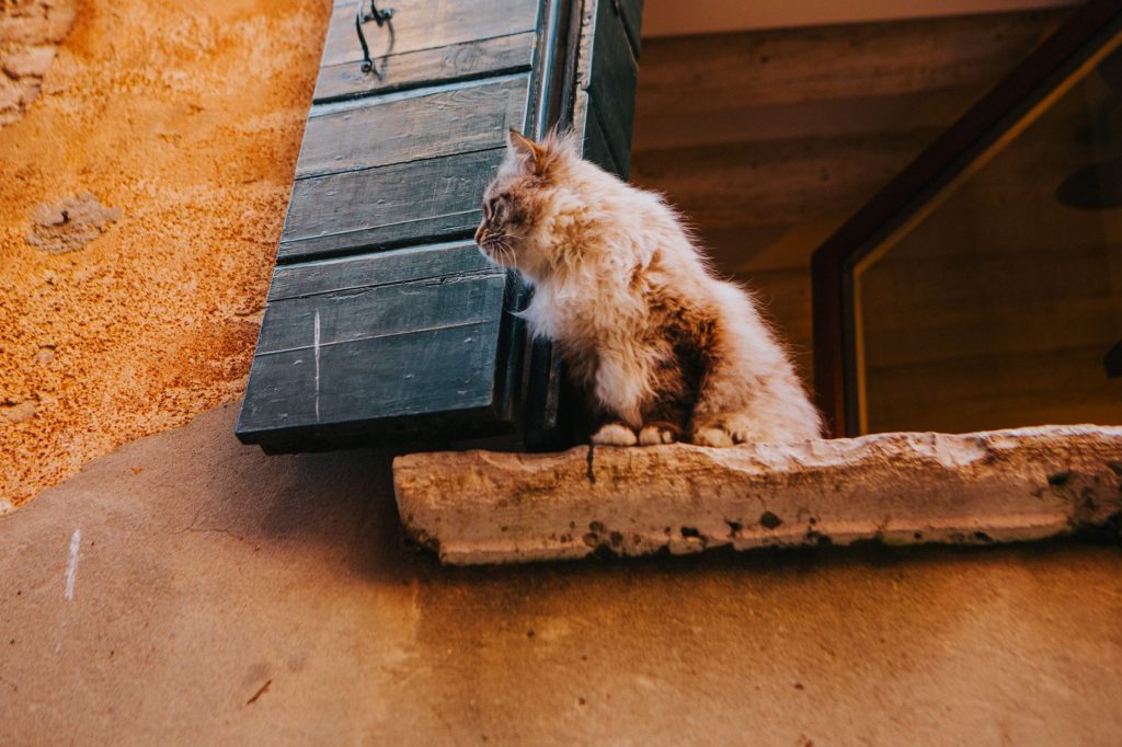 Giftige Pflanzen für Katzen: der Vermeidungs-Guide
