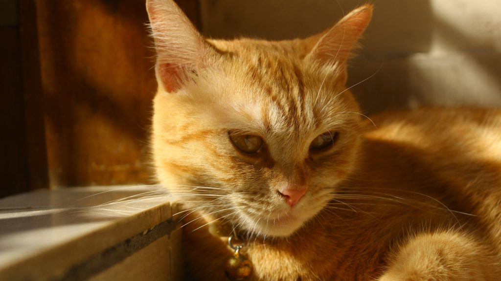 Umgebungsanreicherung Katze: kompletter Ratgeber
