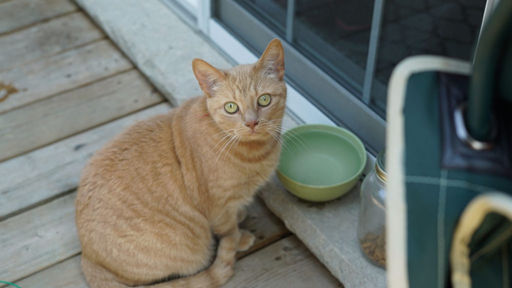 Vegetarische Katze? Die Wahrheit einer echten Katze