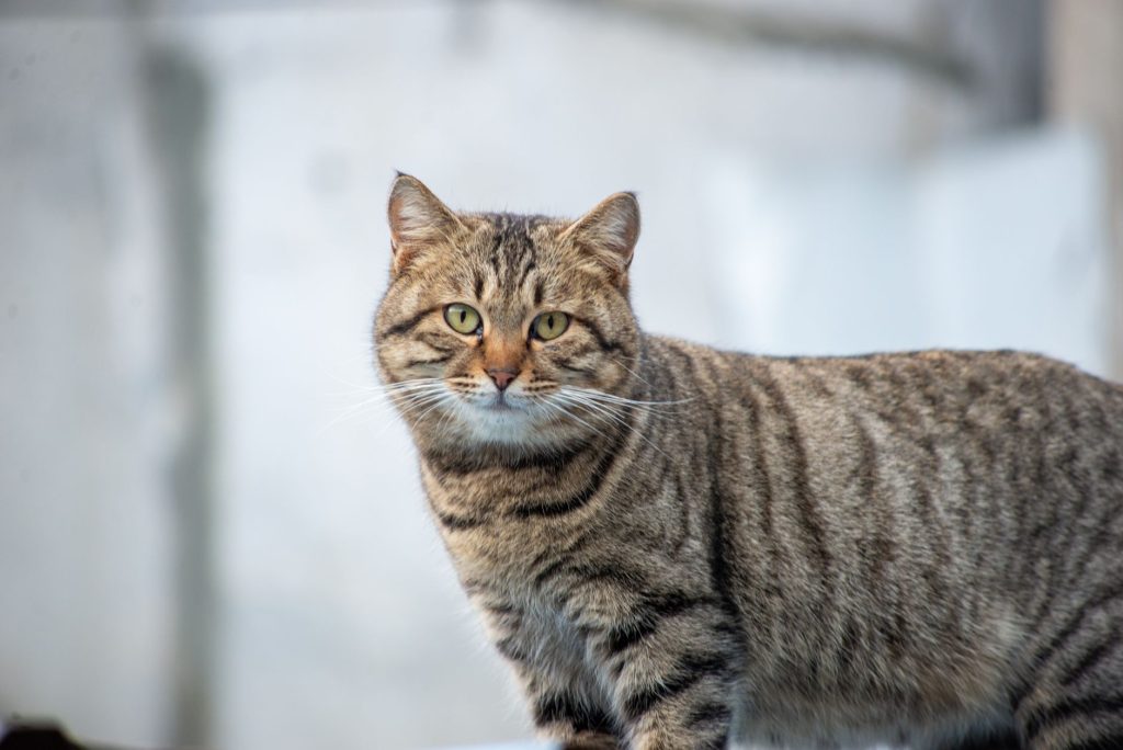 Ratgeber: die natürliche Gesundheit der Katze