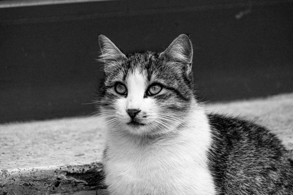 Ätherische Öle Katze Gefahr: der lebenswichtige Guide