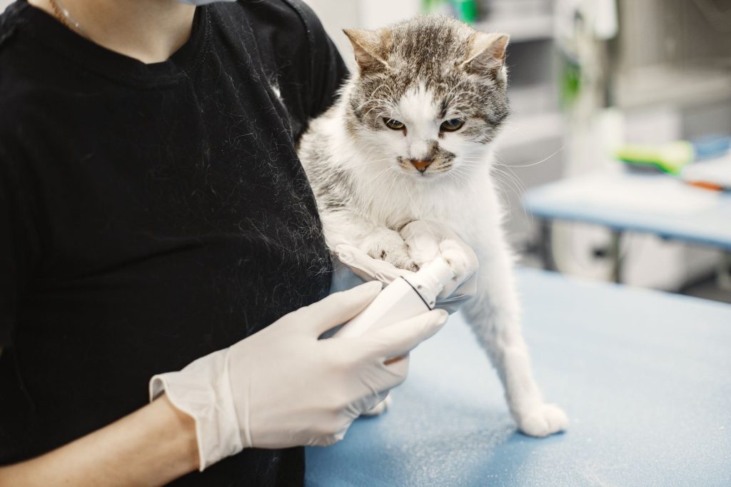 Ohrenentzündung bei der Katze natürlich behandeln