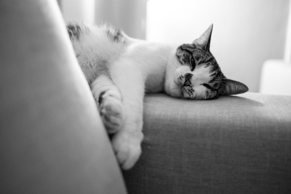 Diffuser & Katzensicherheit: Ätherische Öle vs. Pheromone