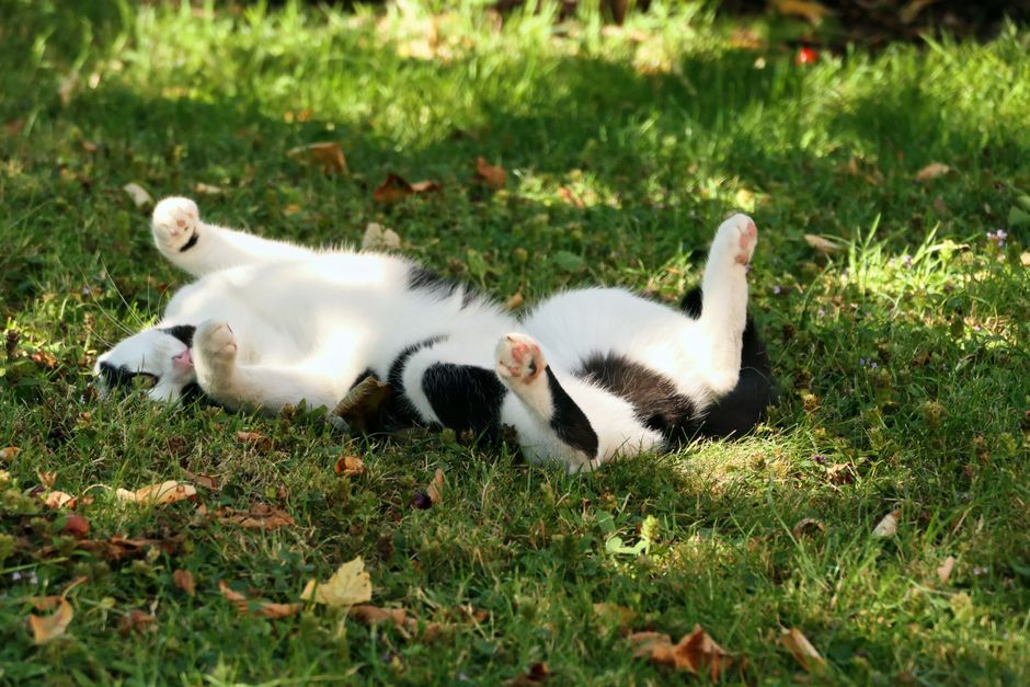 Katzenminze: Wirkung, Catnip vs. Matatabi, Anleitung