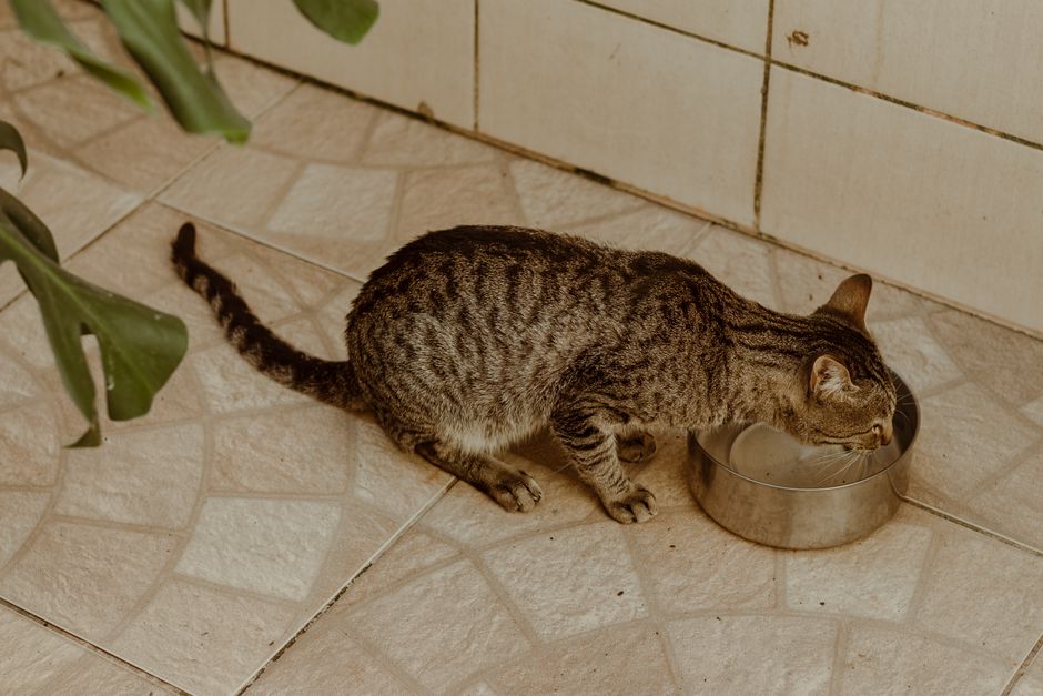 Katze zum Trinken bringen: 10 Tipps & Trinkbrunnen-Guide