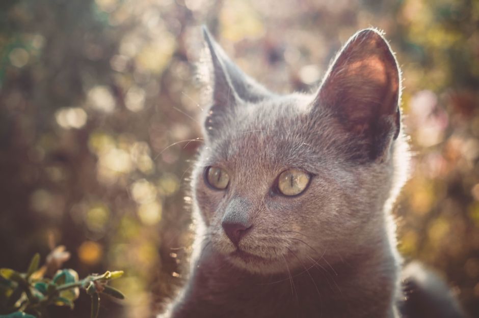 Immunsystem deiner Katze natürlich stärken