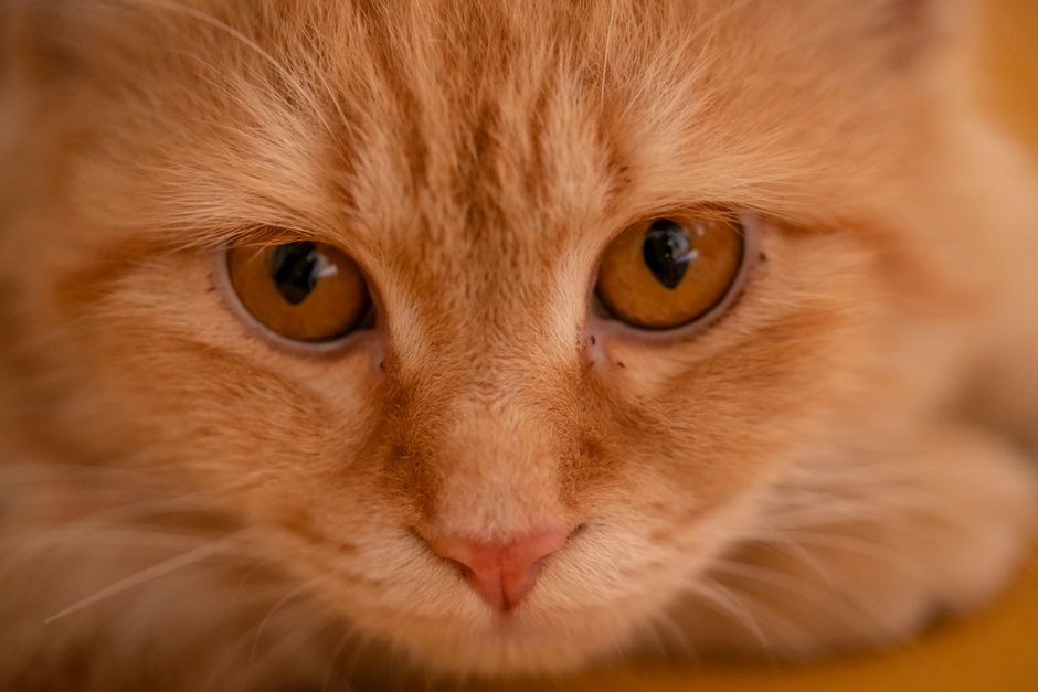 Katzenohren reinigen: die sichere Methode