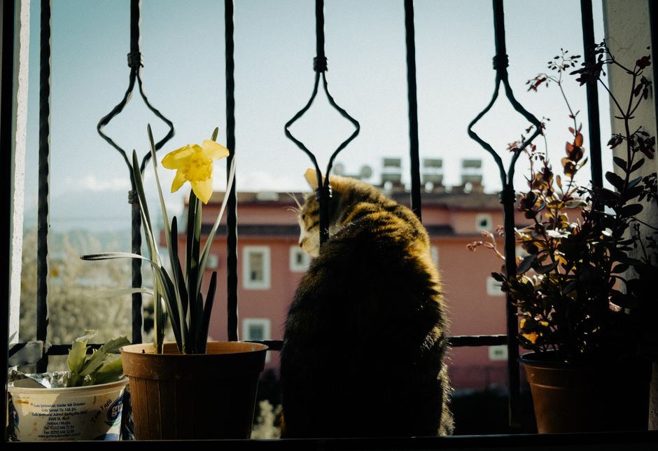 Balkon katzensicher machen: der Anti-Sturz-Guide