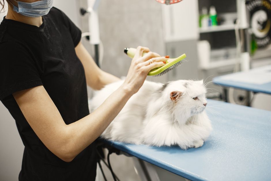 Katzenpflege: der komplette Guide ohne Stress